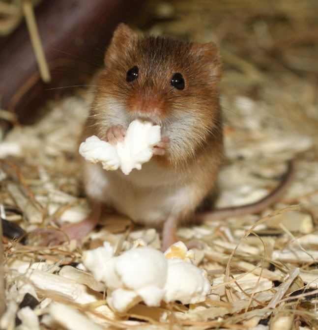 Fancy Mice Breeders • View topic Popcorn anyone?